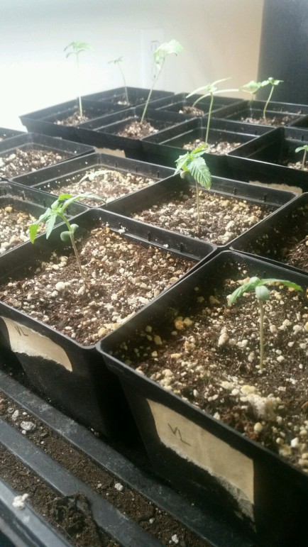 Vanilluna variegated sprout 2